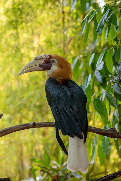 Wreathed Hornbill in beautiful environment