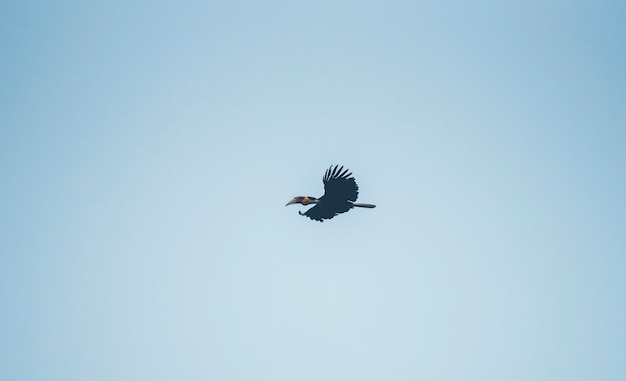 Wreathed Hornbill, Rhyticeros undulatus, hornbill flying on blue sky