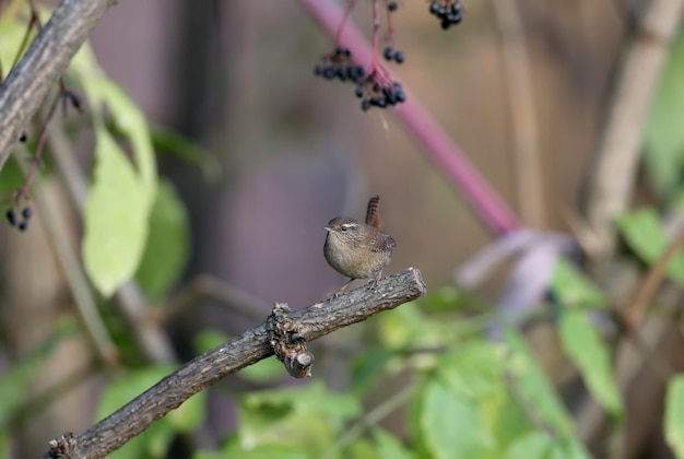 Wren portraits