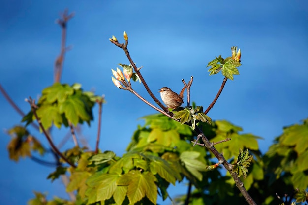 Wren singing from the top of a tree in sunshine