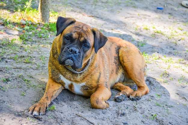 Wrestling old dog rests on the shore of the lake