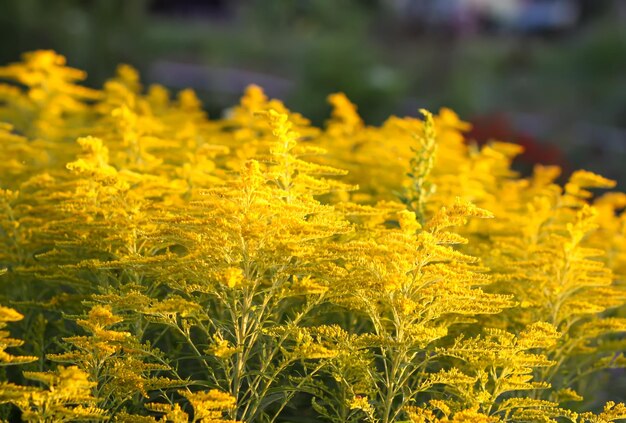 Photo wrinkleleaf goldenrod or solidago rugosa yellow flowers