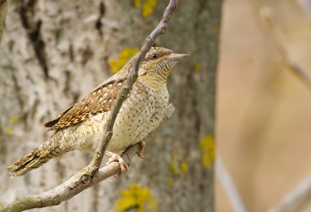 Wryneck jynx A bird sitting on a branch wary