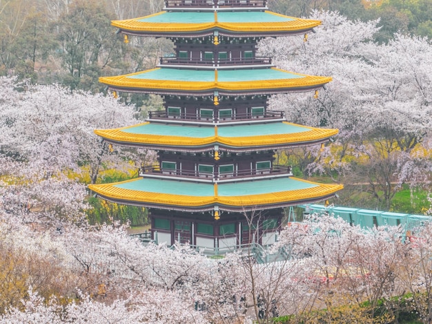 Wuhan East Lake Cherry blossom Garden Spring Scenery