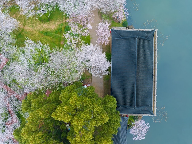 Wuhan East Lake Cherry blossom Garden Spring Scenery