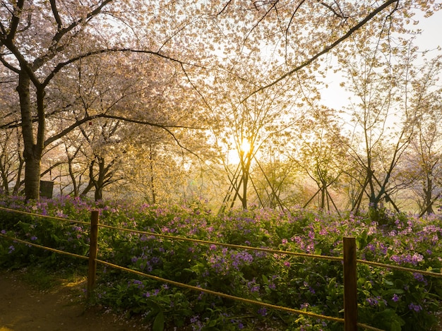 Wuhan East Lake Cherry blossom Garden Spring Scenery