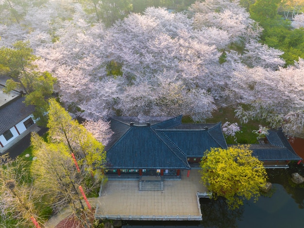 Wuhan East Lake Cherry blossom Garden Spring Scenery