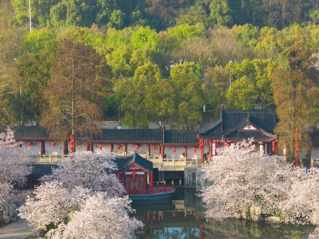 Wuhan East Lake Cherry blossom Garden Spring Scenery