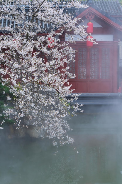 Wuhan East Lake Cherry blossom Garden Spring Scenery