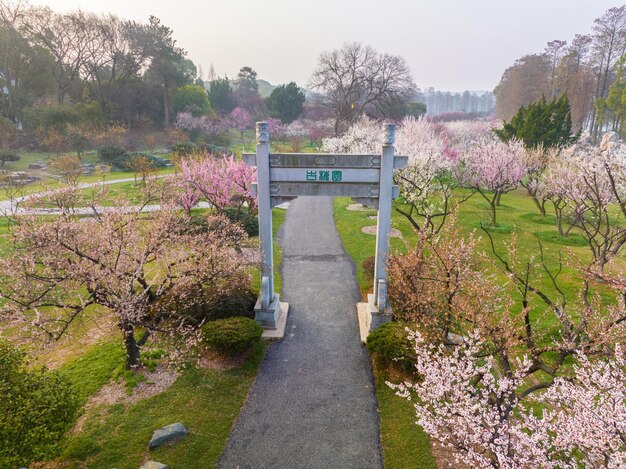 Wuhan East Lake Plum blossom Garden Spring Scenery