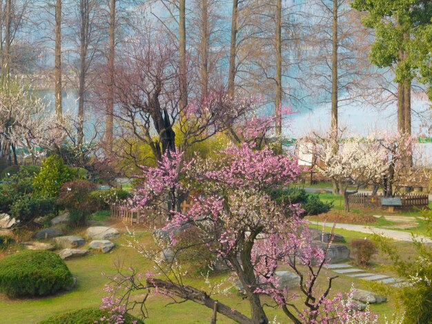 Wuhan East Lake Plum blossom Garden Spring Scenery