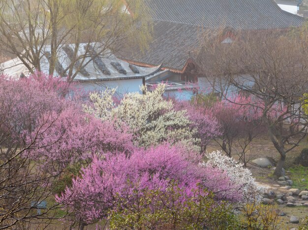 Wuhan East Lake Plum blossom Garden Spring Scenery