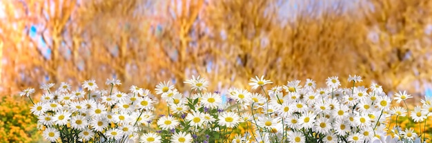 wukd spring flowers lilac white  in city park nature background  floral