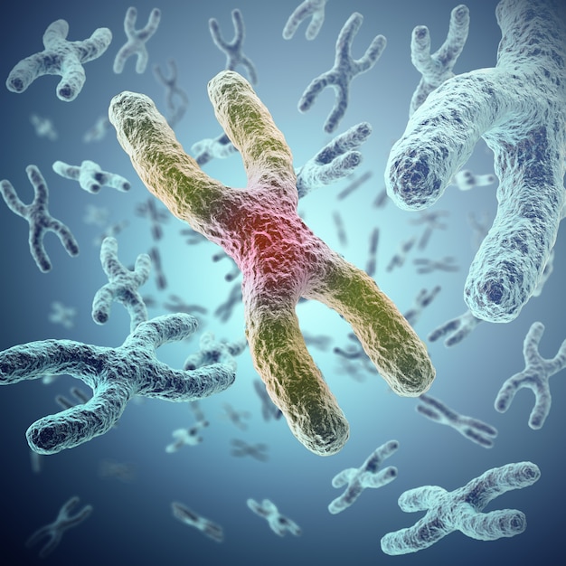 X-chromosomes as a concept for human biology