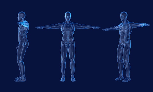 X-ray image of human male skeleton