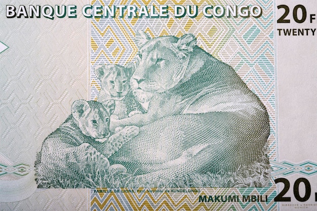 X9Lioness with her cubs Kundelongu Park from Congolese franc