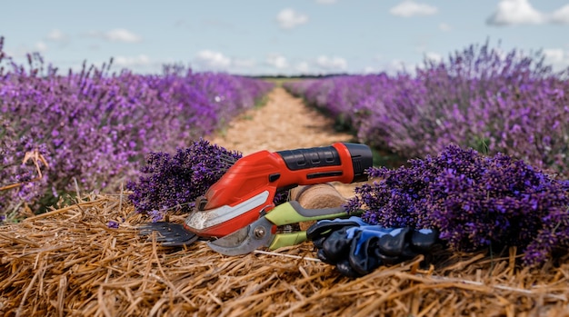 XAA bunch of cut lavender and pruning shear against a backdrop of flowering lavender fields Gardening and seasonal pruning of Lavender concept