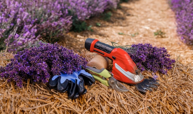 XAA bunch of cut lavender and pruning shear against a backdrop of flowering lavender fields Gardening and seasonal pruning of Lavender concept