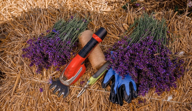 XAA bunch of cut lavender and pruning shear against a backdrop of flowering lavender fields Gardening and seasonal pruning of Lavender concept