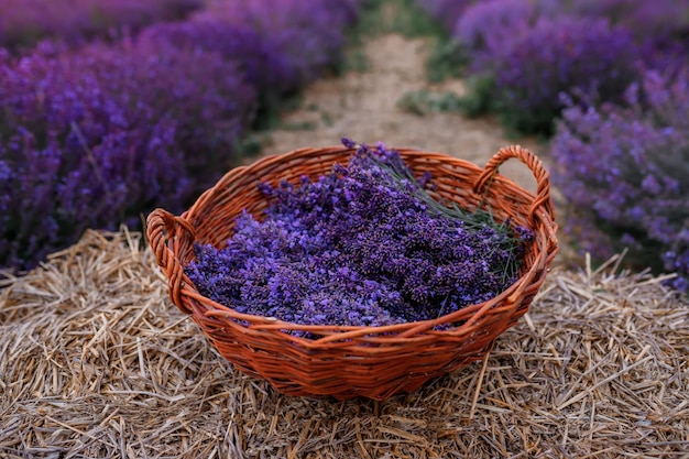 XAA bunch of cut lavender in a wicker basket against a backdrop of flowering lavender fields Lavander Harvesting concept