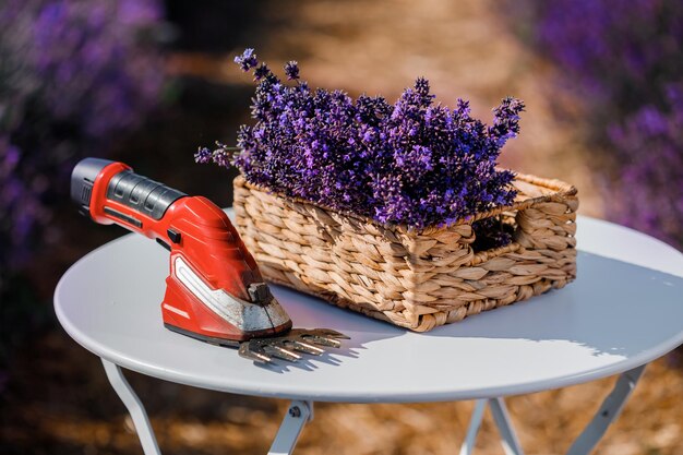 Photo xaa bunch of cut lavender in a wicker basket and pruning shear against a backdrop of flowering lavender fields gardening and seasonal pruning of lavender concept