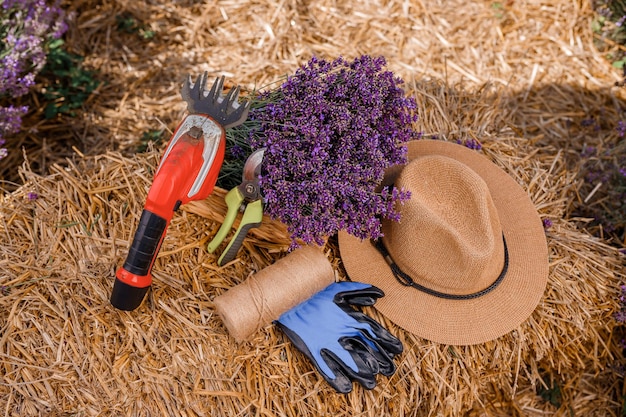 XAA bunch of cut lavender in a wicker basket and pruning shear against a backdrop of flowering lavender fields Lavander Harvesting concept