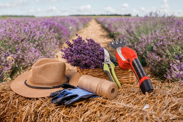 XAA bunch of cut lavender in a wicker basket and pruning shear against a backdrop of flowering lavender fields Lavander Harvesting concept