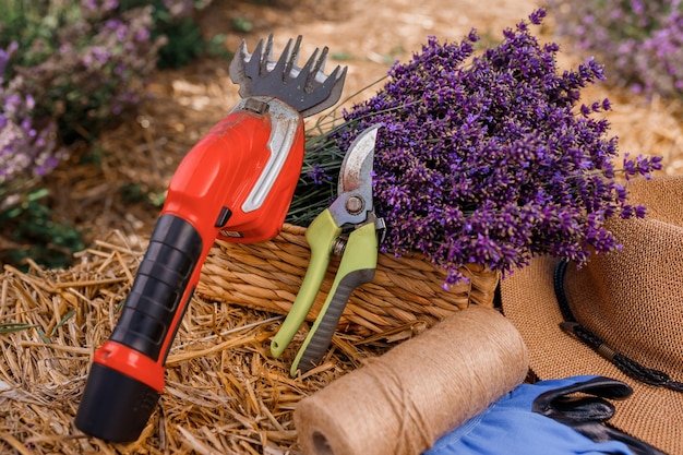 XAA bunch of cut lavender in a wicker basket and pruning shear against a backdrop of flowering lavender fields Lavander Harvesting concept