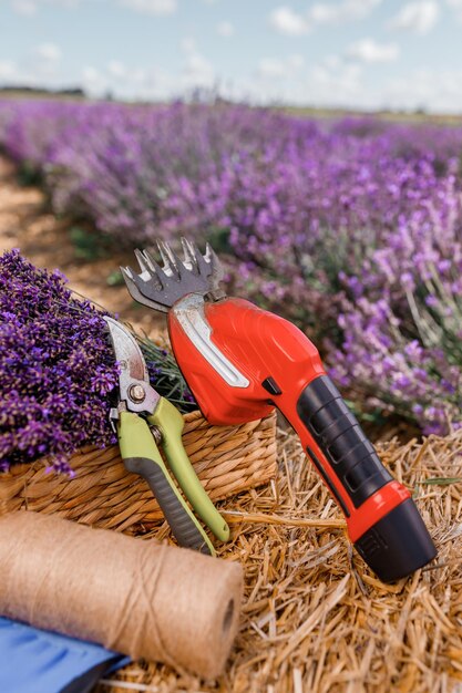 XAA bunch of cut lavender in a wicker basket and pruning shear against a backdrop of flowering lavender fields Lavander Harvesting concept