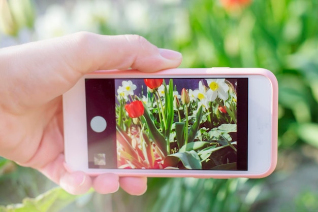 XAA snapshot of spring flowers on the phonexAThe girl is making a closeup photo