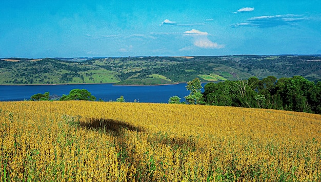 XAAgricultural plantations of different cultures Agribusiness in Brazil the sector that most moves the country's economy and generates thousands of jobs