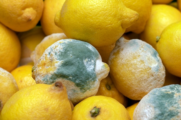 XARotting fruit Blue mold on lemons