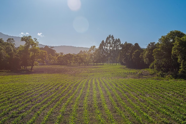 XAsunrise in the corn plantation in the serra catarinense