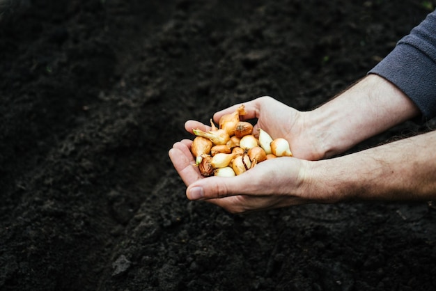 XAvillage man holds in his hands small onions for planting in the ground for greenery and harvest