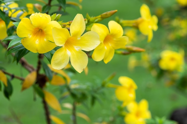 XAYellow flowering plant called Allamanda Allamanda cathartica native to the Americas