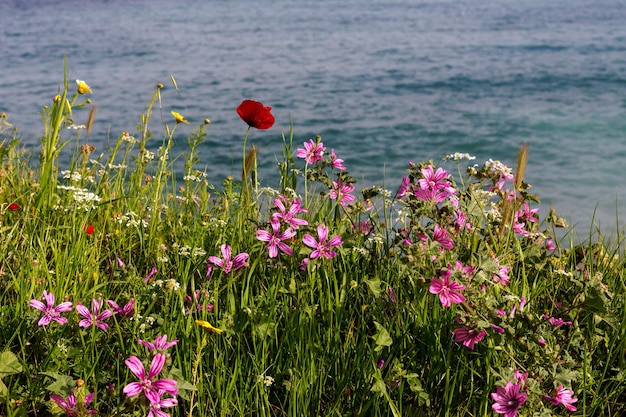 XDxAVegetative background Spikelets wildflowers and various herbs grow against the background of the sea in a sunny spring day