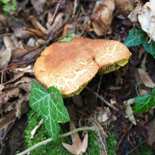 The Xerocomus flywheel is a genus of edible tubular fungi the Boletaceae family The fissured flywheel Xerocomellus chrysenteron is an edible mushroom of the genus Xerocomellus Damaged mushroom cap