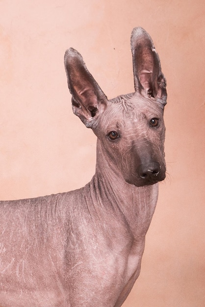 Xolo dog breed Xoloitzcuintle Mexican hairless on a beige background portrait