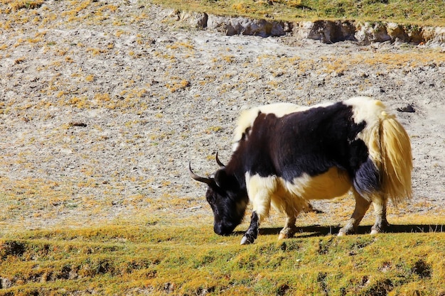 yaks in Tibet in the mountains on the pasture