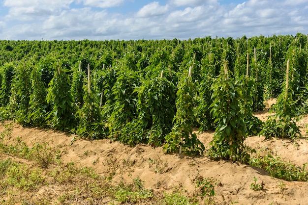 Yam plantation in Conde Paraiba Brazil  Brazilian agriculture