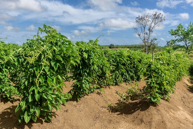 Yam plantation in Conde Paraiba Brazil  Brazilian agriculture