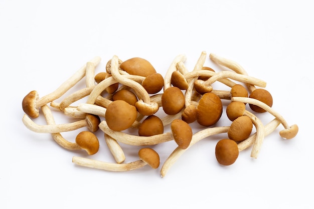 Yanagi Matsutake mushroom on white background