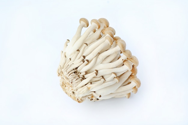 Yanagi Mutsutake mushroom on white background