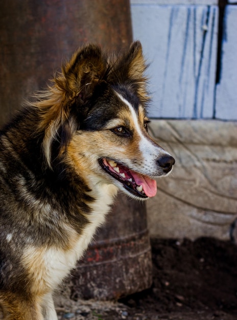 a yard dog of different colors has a muzzle