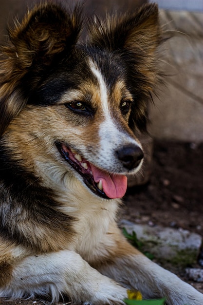 a yard dog of different colors has a muzzle