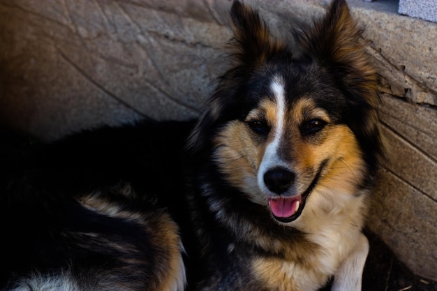 a yard dog of different colors has a muzzle