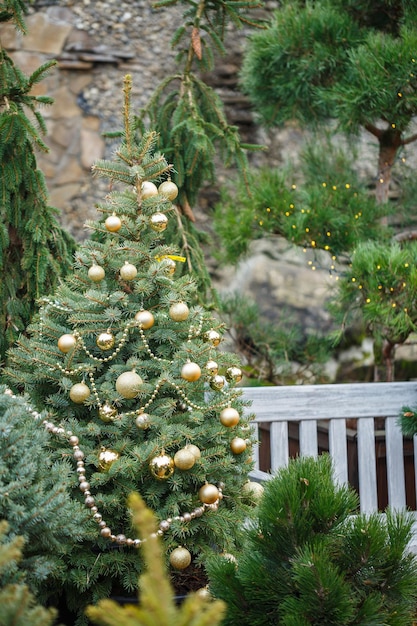 The yard near the house is decorated for Christmas The territory near the house is decorated for Christmas Live Christmas tree spruce pine spruce in pots