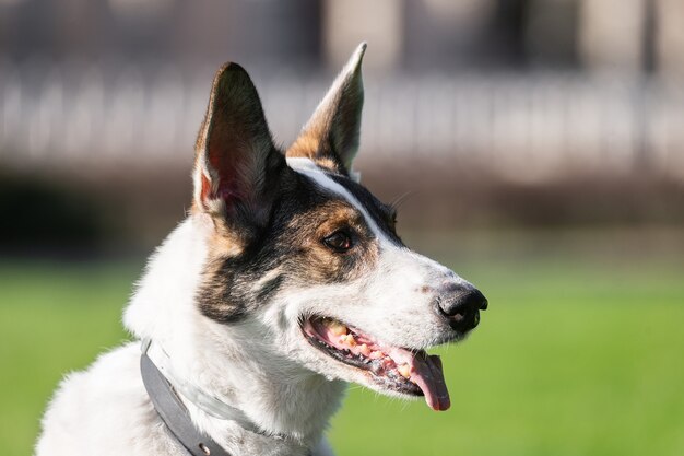 Yard stray dog in the Park on the grass