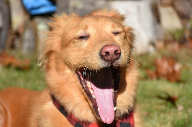 Yarmouth toller dog yawning with his mouth wide open.