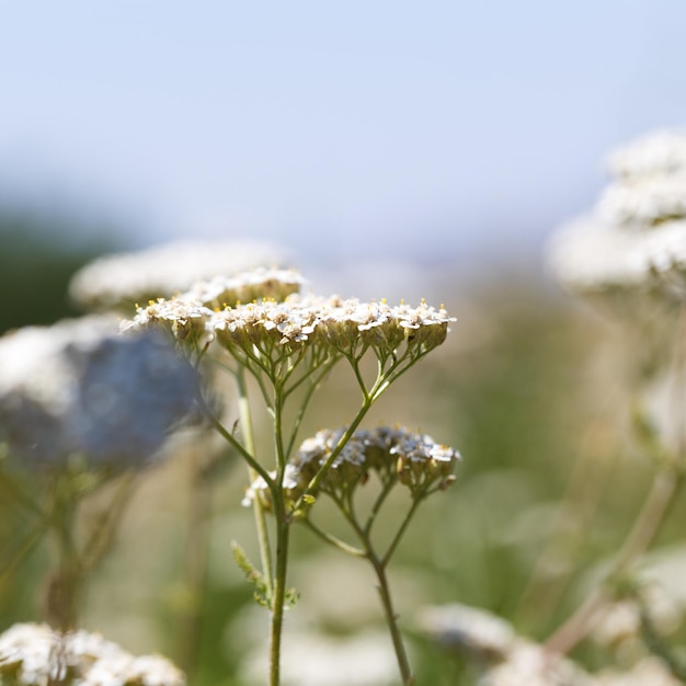 Yarrow Achillea blooms in the wild among grasses Medical herb Beautiful field of white wild flowers